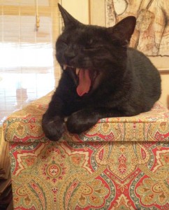 Reggie-yawning-sml