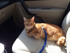 cheddar-front-seat-sml
