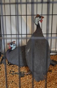 Austin Humane Society is temporarily housing all types of companion animals, including these guinea fowl.