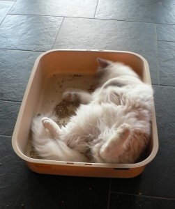 Denver relaxes in a litter box that is ready for a refill.