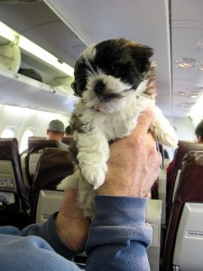 Puppy on a plane was originally published by Paul Shultz on flickr.com