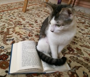 Foster kitten Lily reading