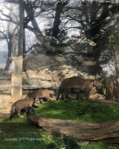 jaguar-family-web